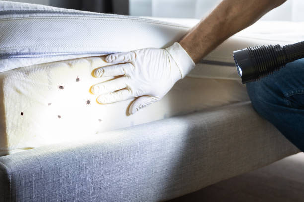 Best Local Pest Control Services  in Edmond, OK