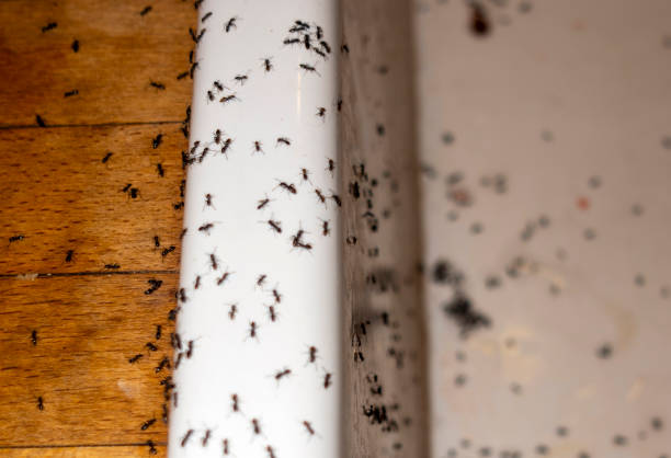 Reliable Edmond, OK Pest Control Solutions