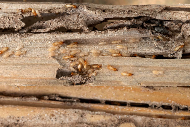 Best Residential Pest Control  in Edmond, OK