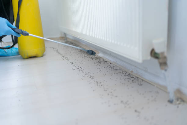Best Flea Control Services  in Edmond, OK