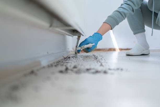 Best Local Pest Control Services  in Edmond, OK